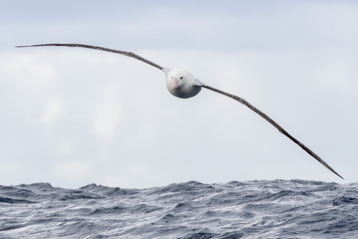 Antipodean Albatross (Gibson's) - ML646845758