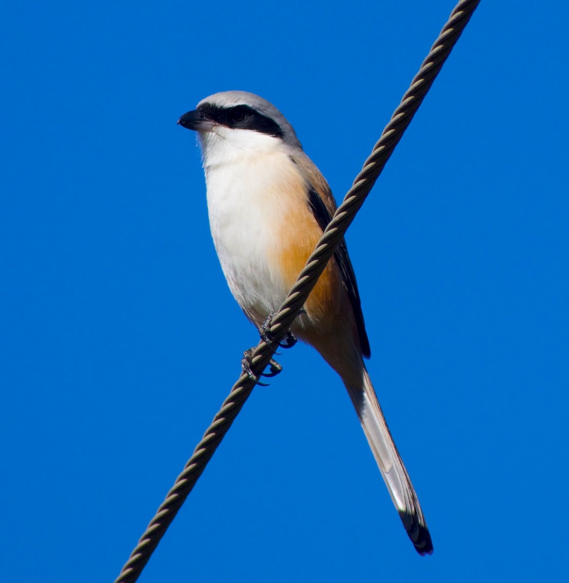 Long-tailed Shrike - ML646845759