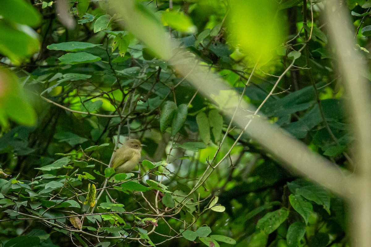 Tennessee Warbler - ML646845761