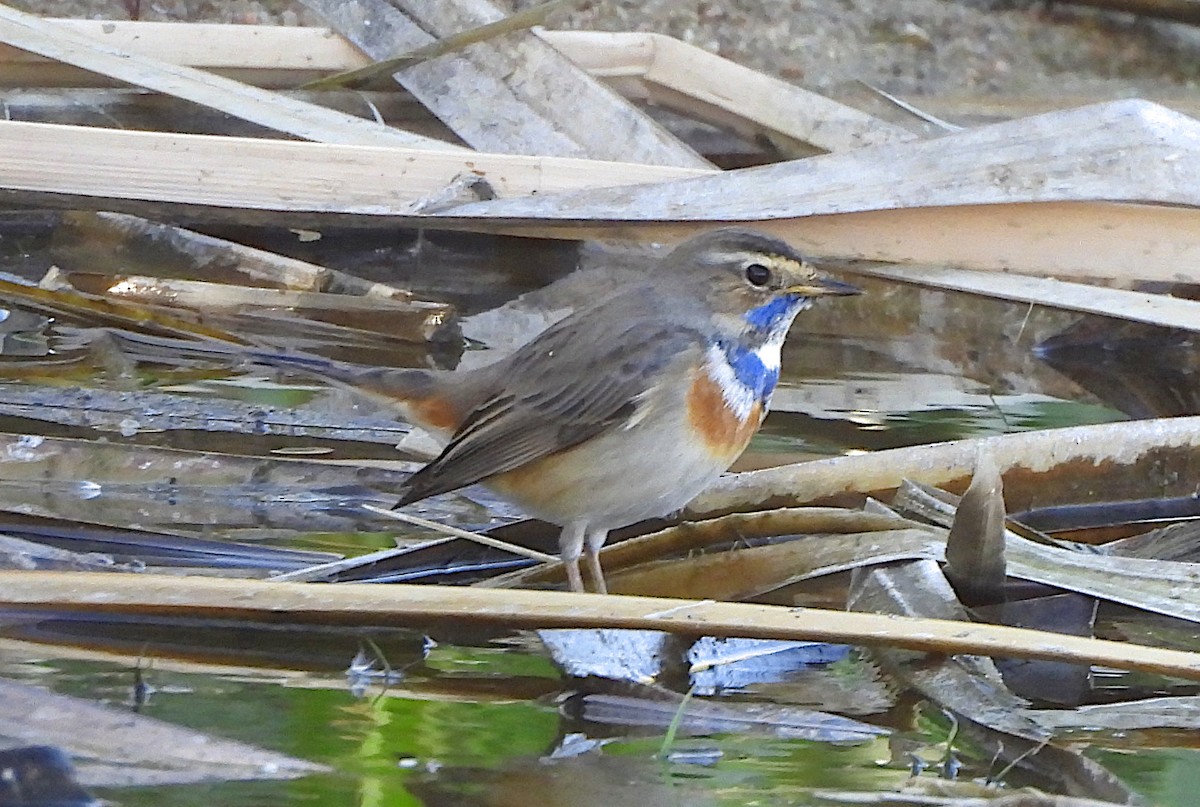Bluethroat (White-spotted) - ML646845763