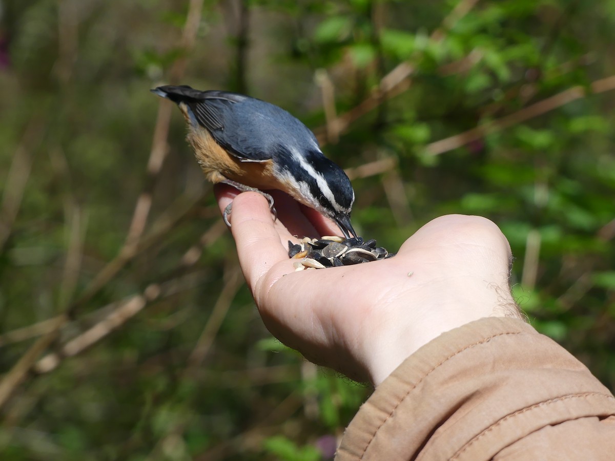 Red-breasted Nuthatch - ML646845769