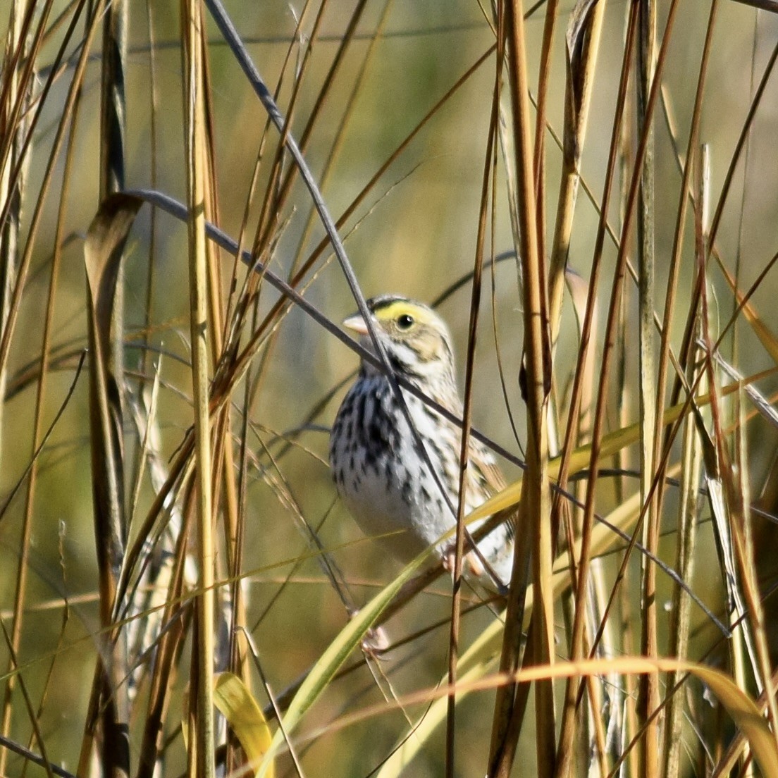 Savannah Sparrow - ML646845770