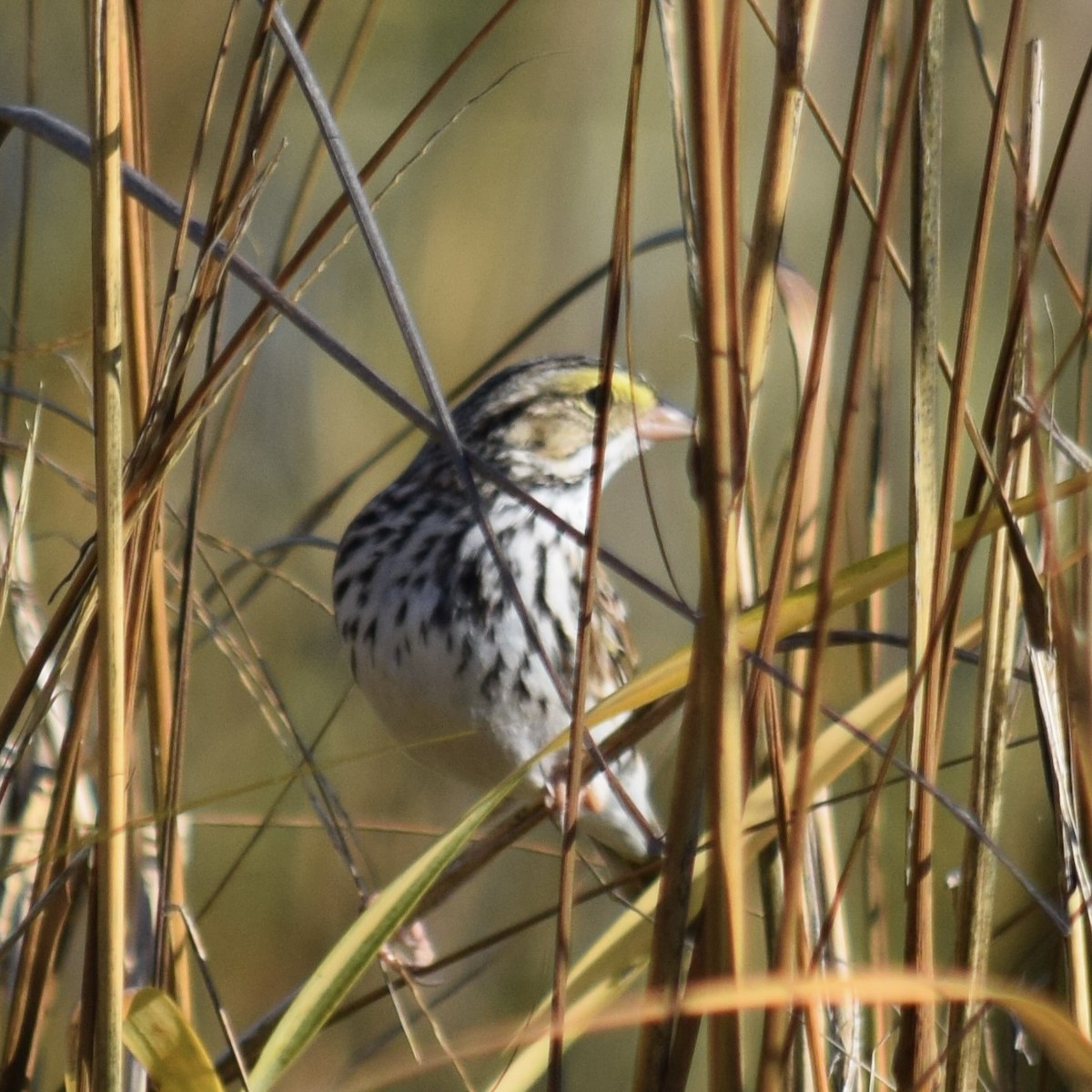 Savannah Sparrow - ML646845771