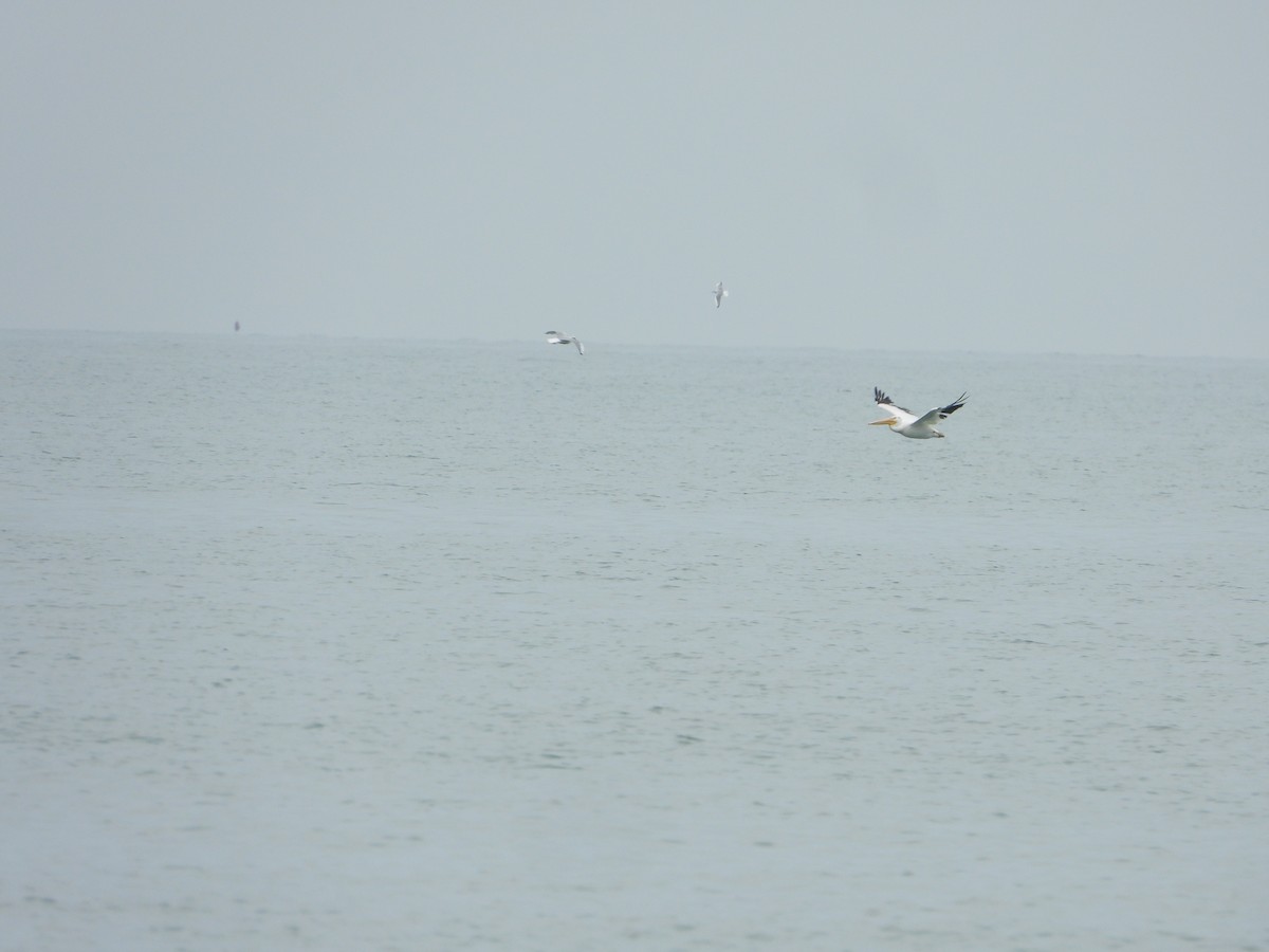 American White Pelican - ML646845777