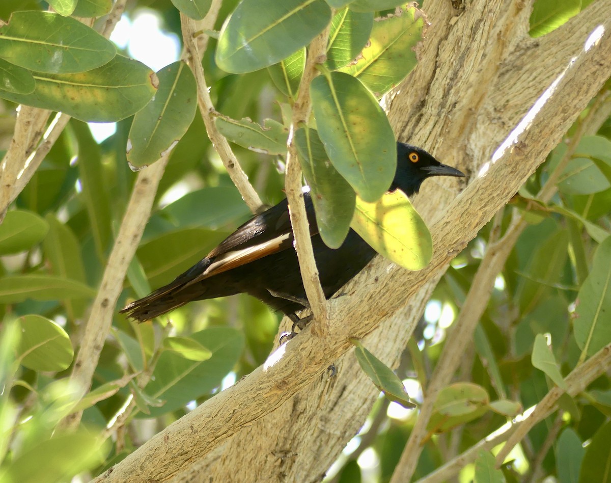 Бледнокрылый скворец - ML646845780