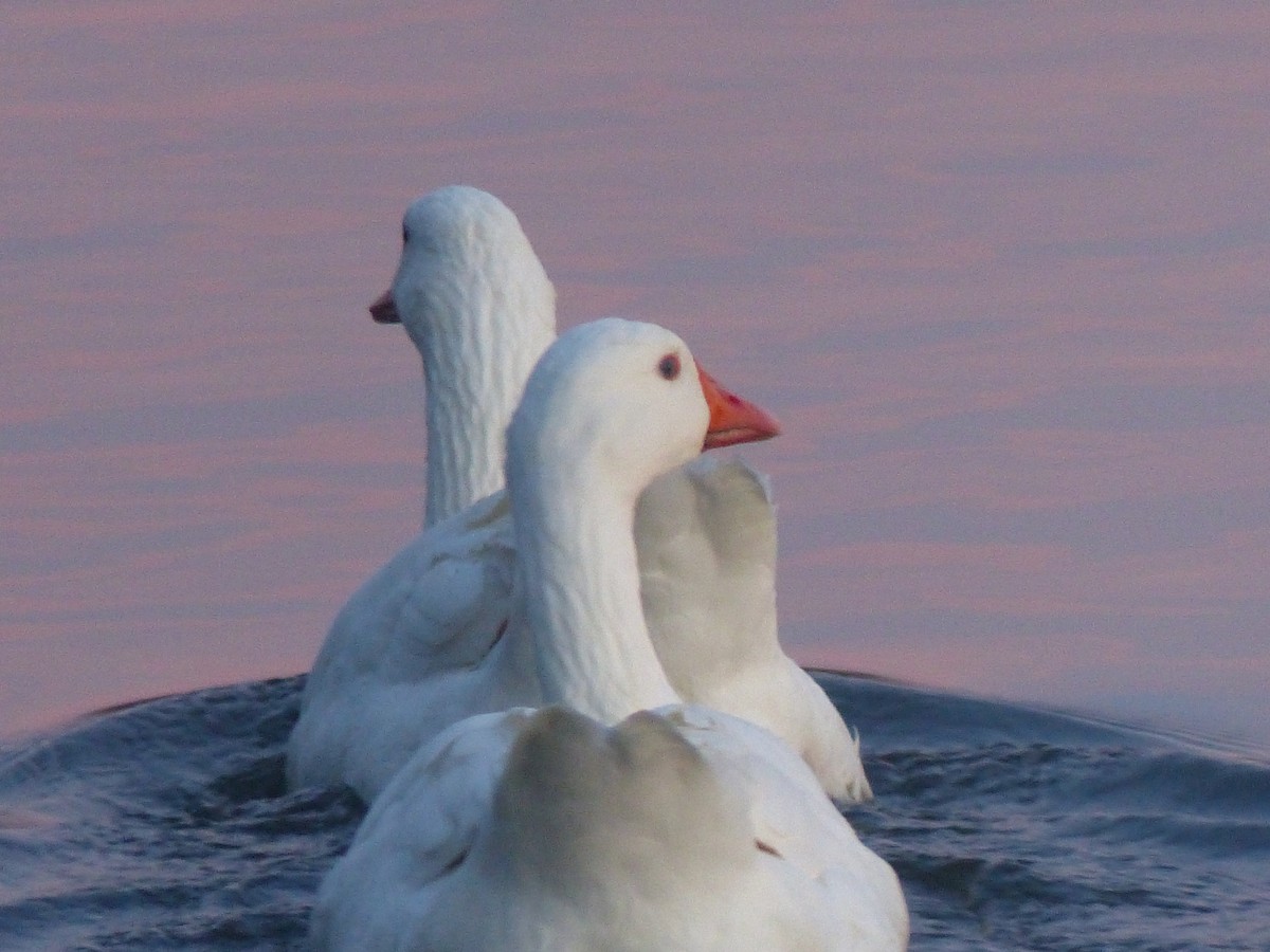 Oie cendrée (forme domestique) - ML646845787