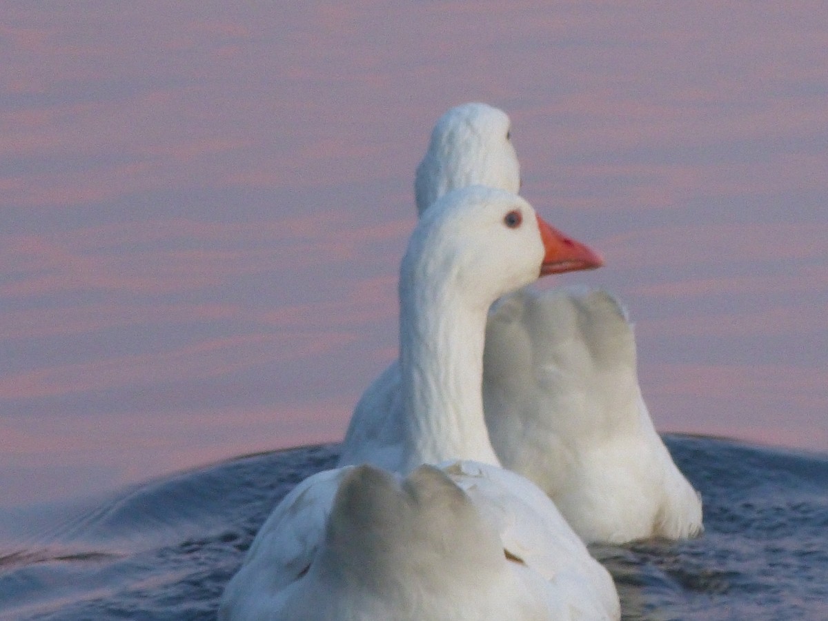 Oie cendrée (forme domestique) - ML646845788