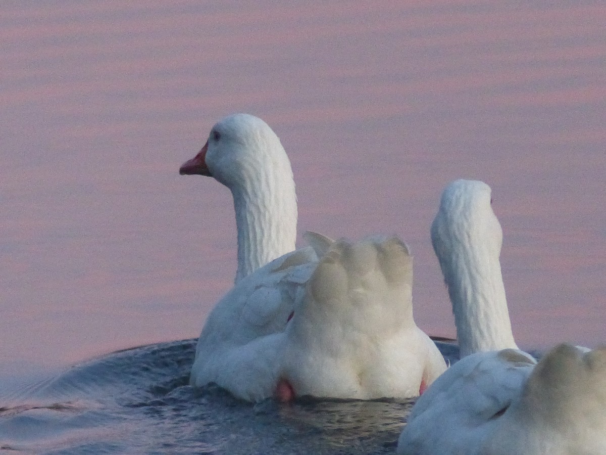 Oie cendrée (forme domestique) - ML646845789