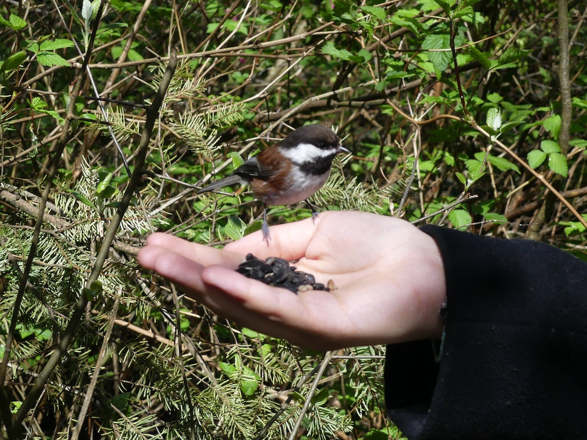 Chestnut-backed Chickadee - ML646845790