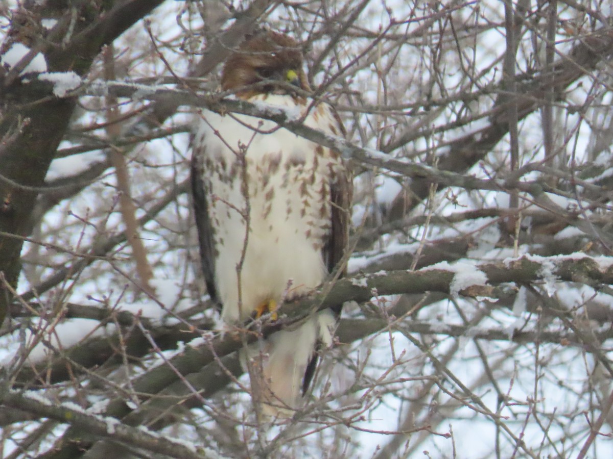 Red-tailed Hawk - ML646845801