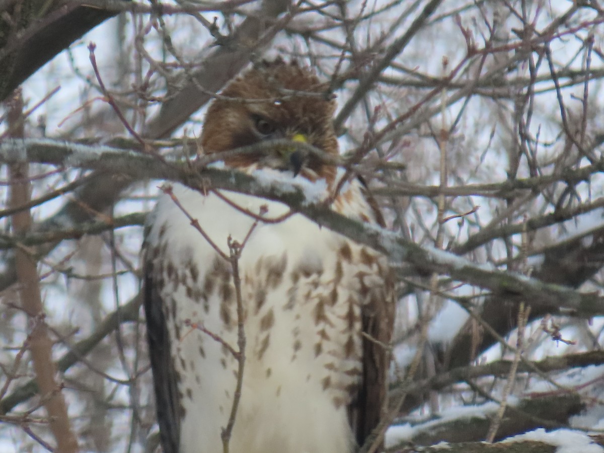 Red-tailed Hawk - ML646845803