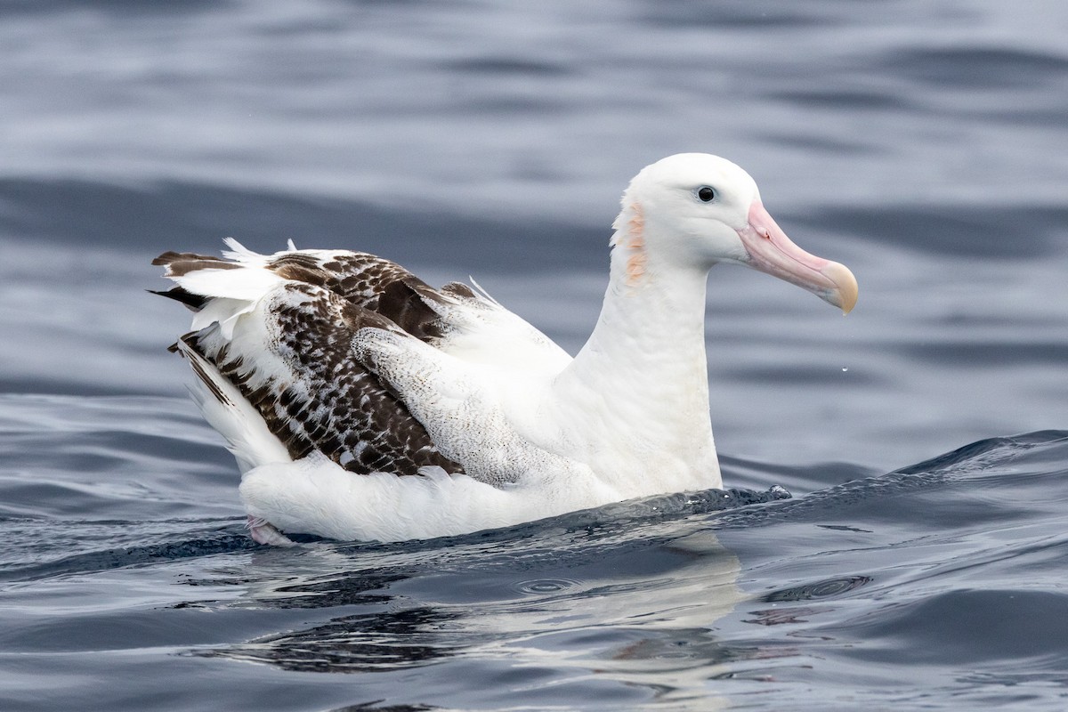 Antipodean Albatross (Gibson's) - ML646845804