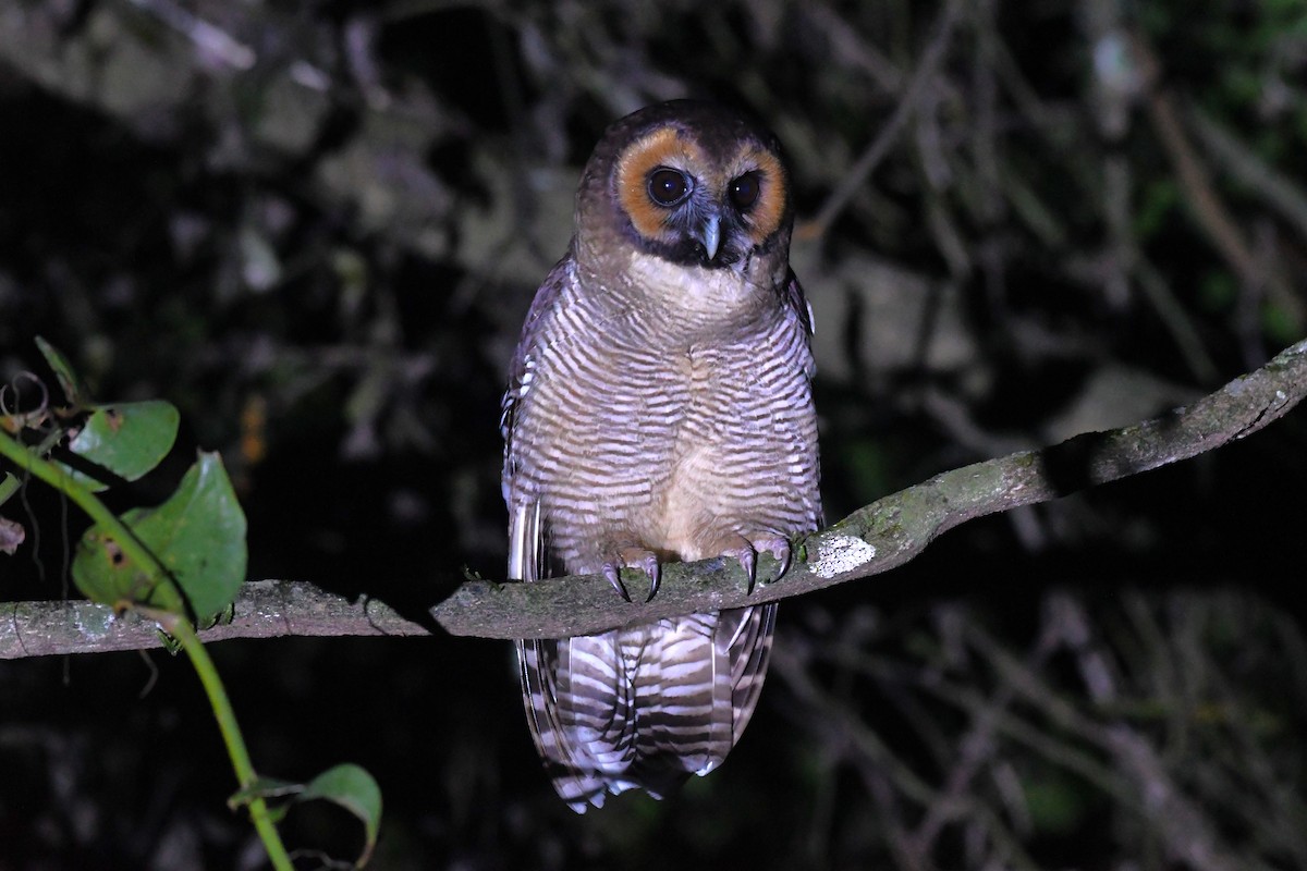 Brown Wood-Owl - ML646845821