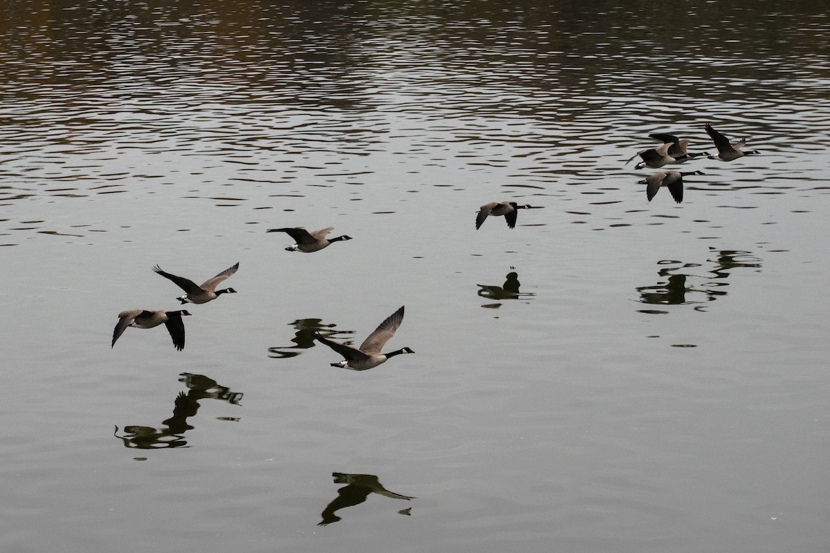 Canada Goose - ML646845826