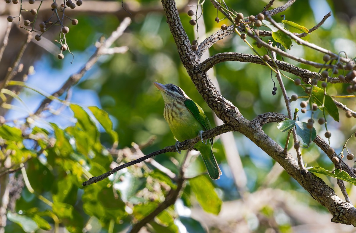 White-cheeked Barbet - ML646845827