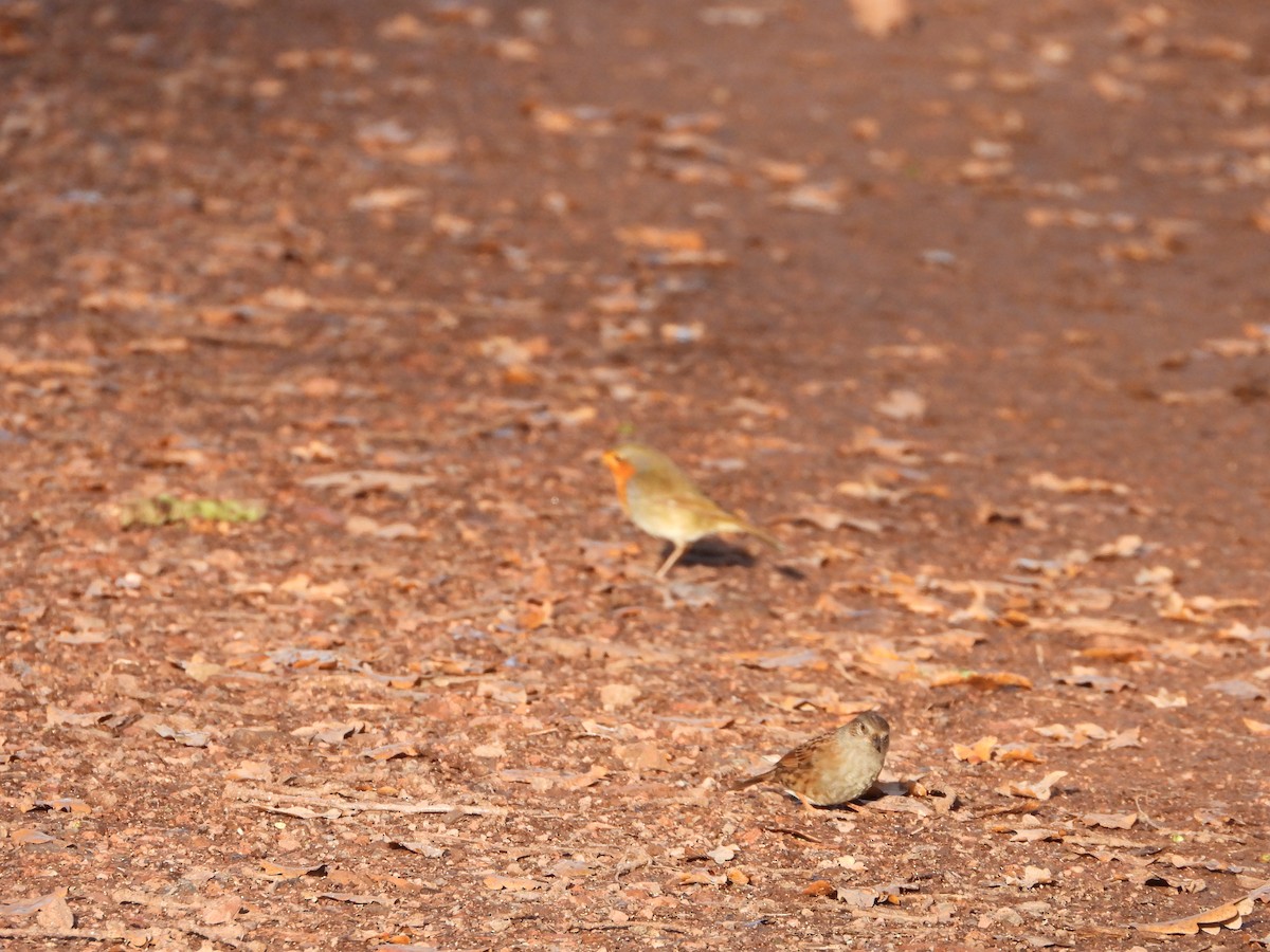 סתרי מצוי - ML646845830