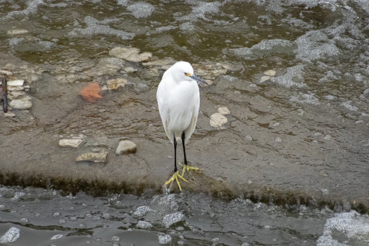 Snowy Egret - ML646845835