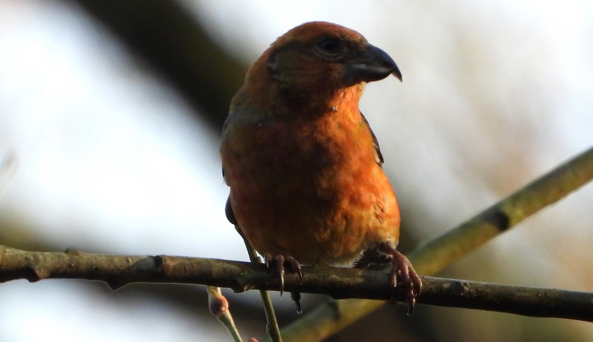 צלוב-מקור אדום - ML646845840