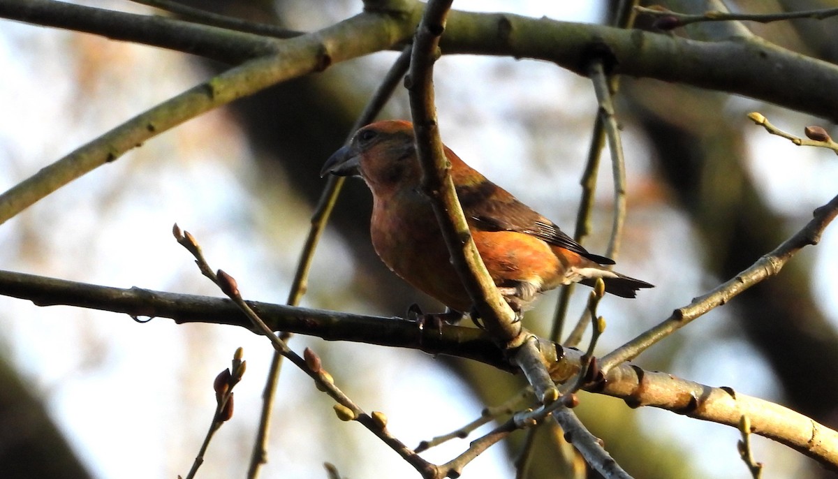 צלוב-מקור אדום - ML646845841