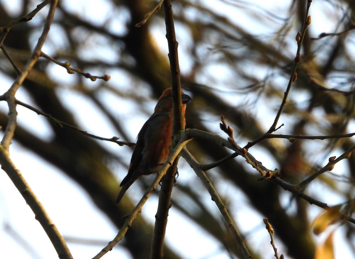 צלוב-מקור אדום - ML646845842