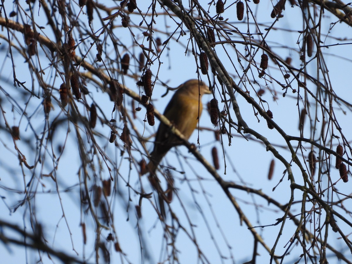 צלוב-מקור אדום - ML646845844