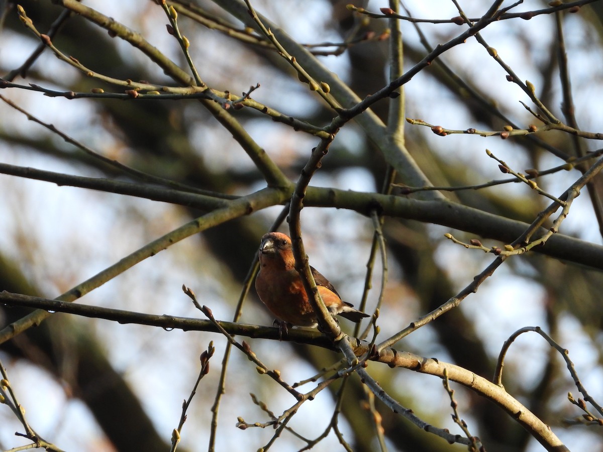 צלוב-מקור אדום - ML646845845