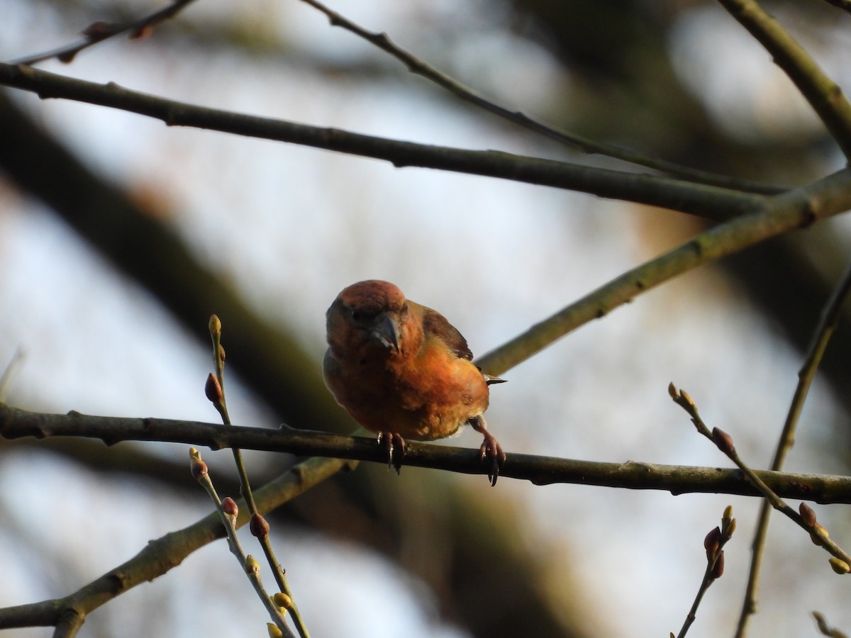 צלוב-מקור אדום - ML646845846