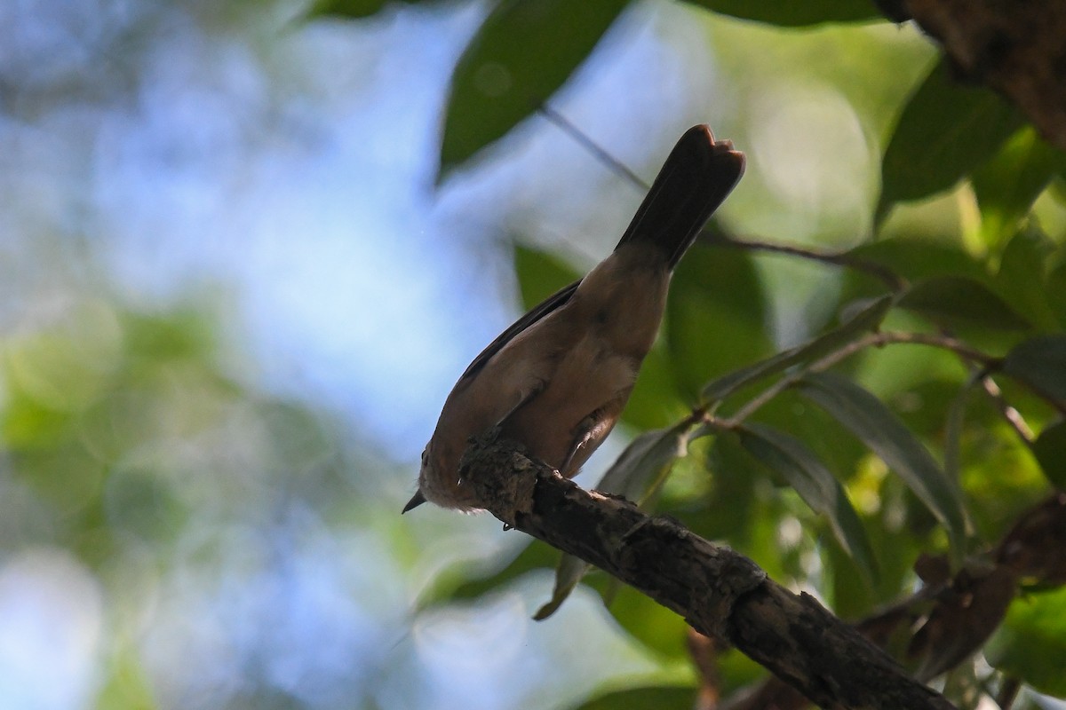 Little Shrikethrush (Arafura) - ML646845848