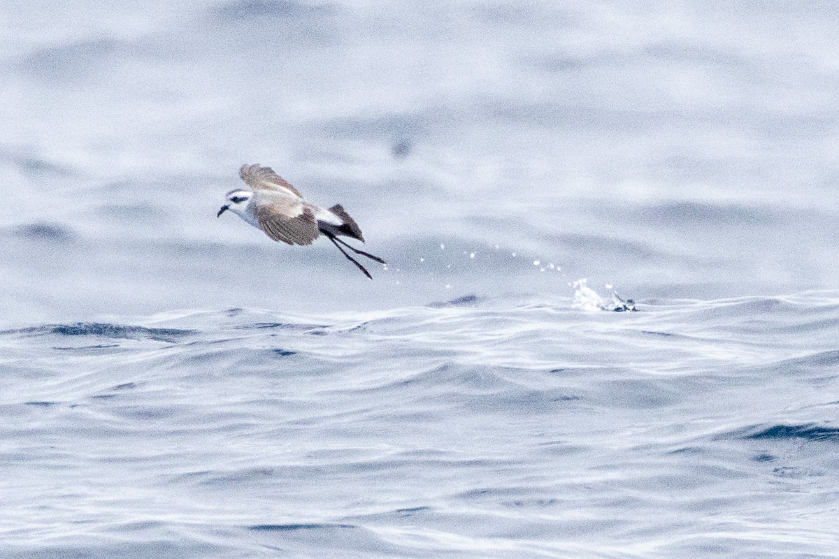 White-faced Storm-Petrel - ML646845862
