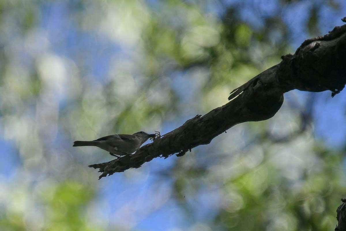 Gray Whistler (Brown) - ML646845867