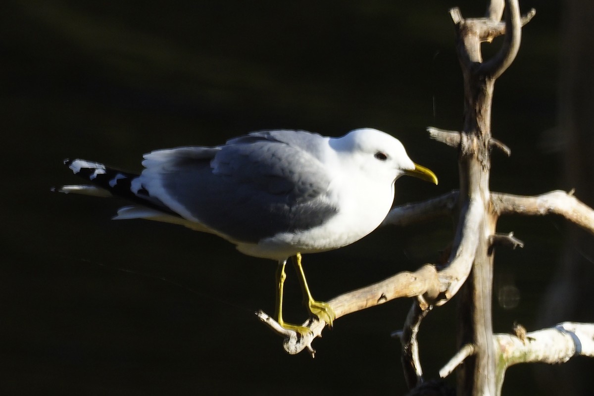 Sturmmöwe - ML646845870