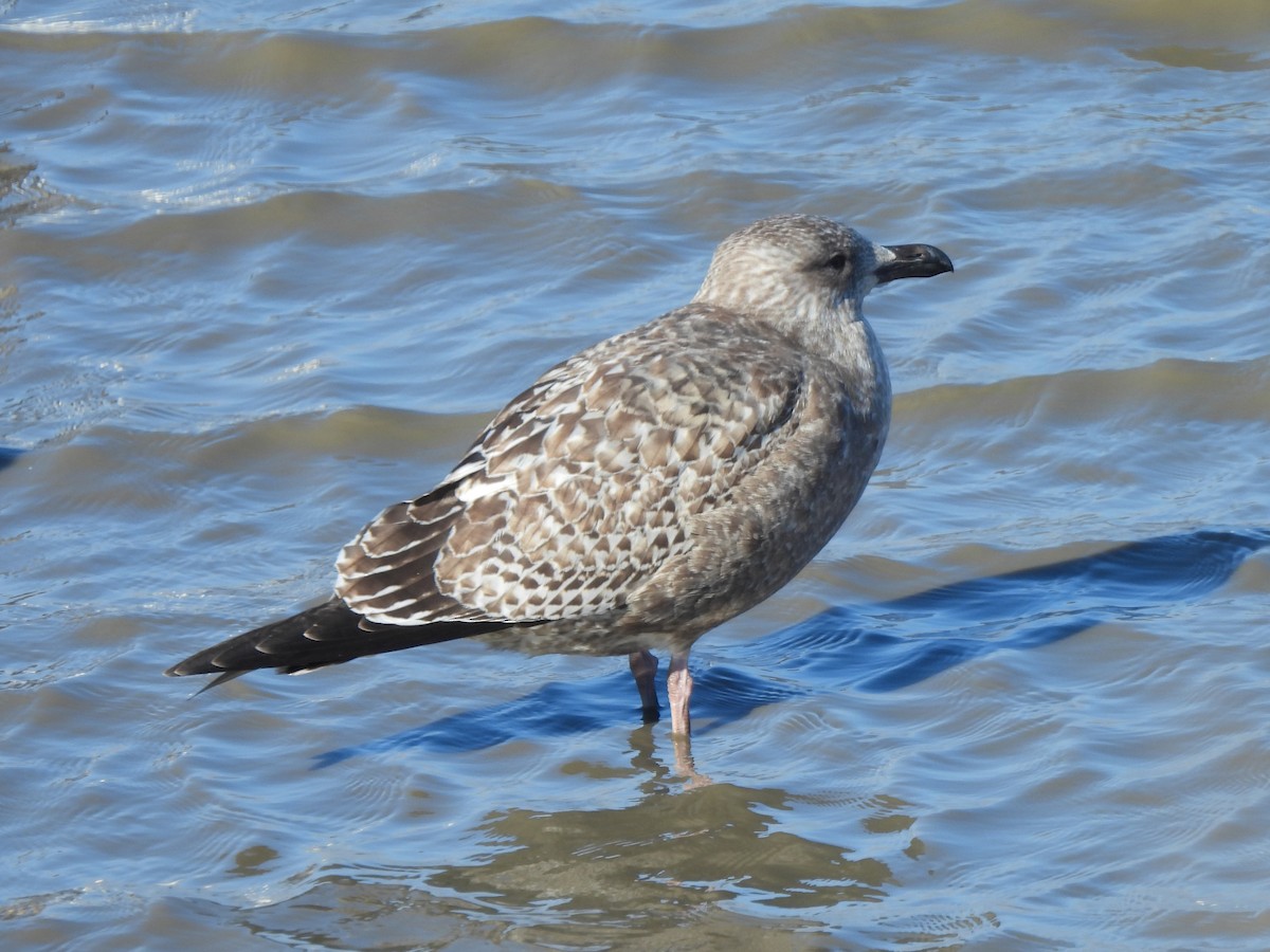 Larinae sp. - ML646845890