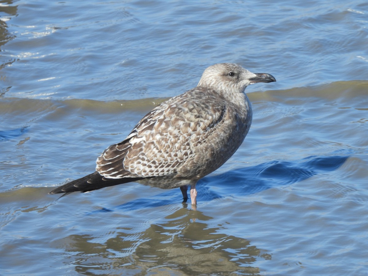 Larinae sp. - ML646845891