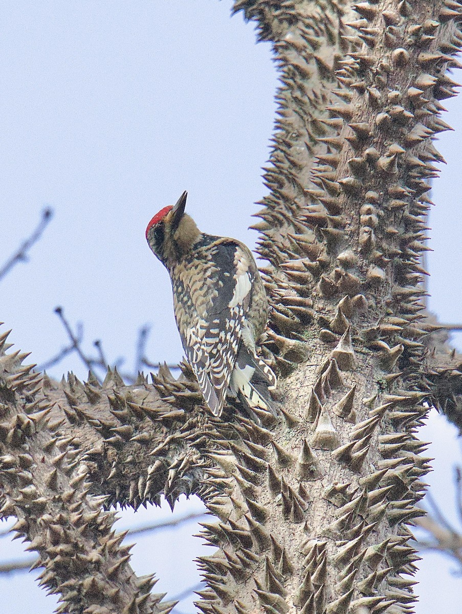 Chupasavia Norteño - ML646845899