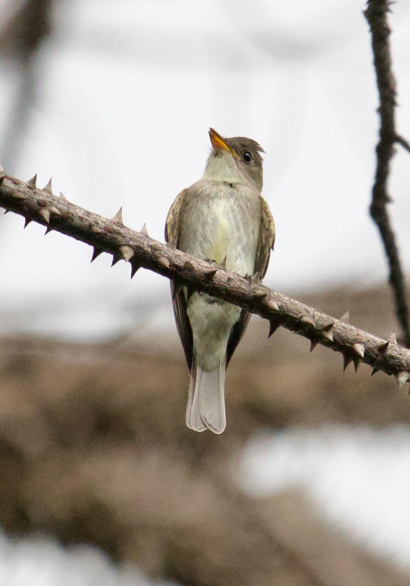 Hellbauch-Schnäppertyrann - ML646845909