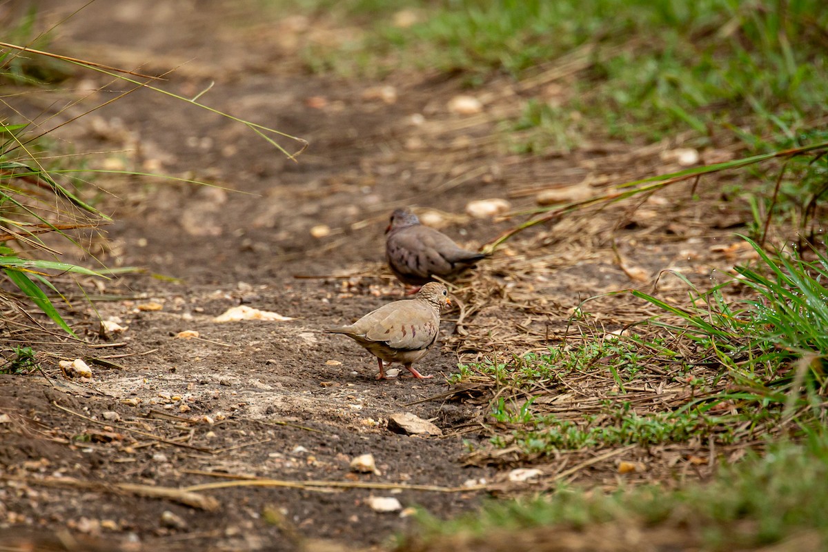 Common Ground Dove - ML646845913