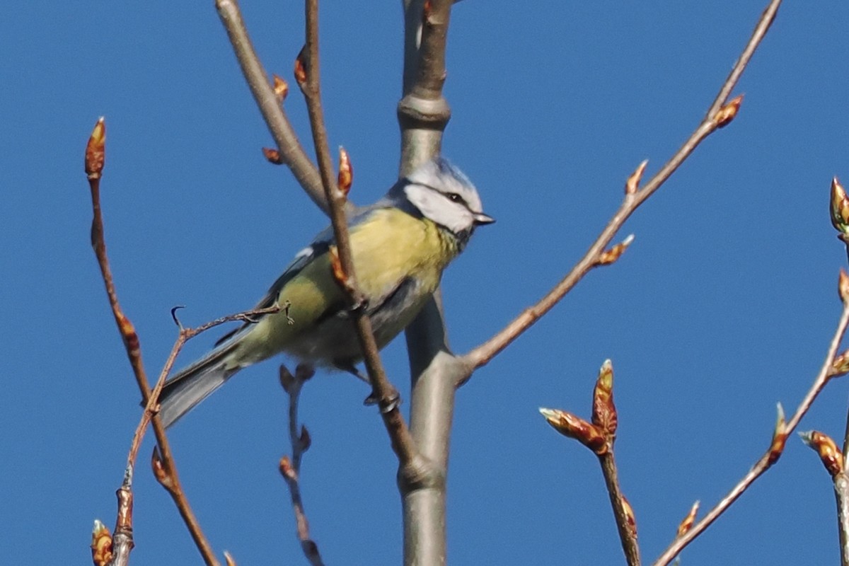 Blaumeise - ML646845927