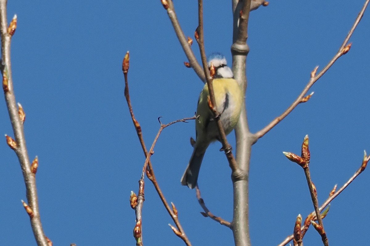 Blaumeise - ML646845928