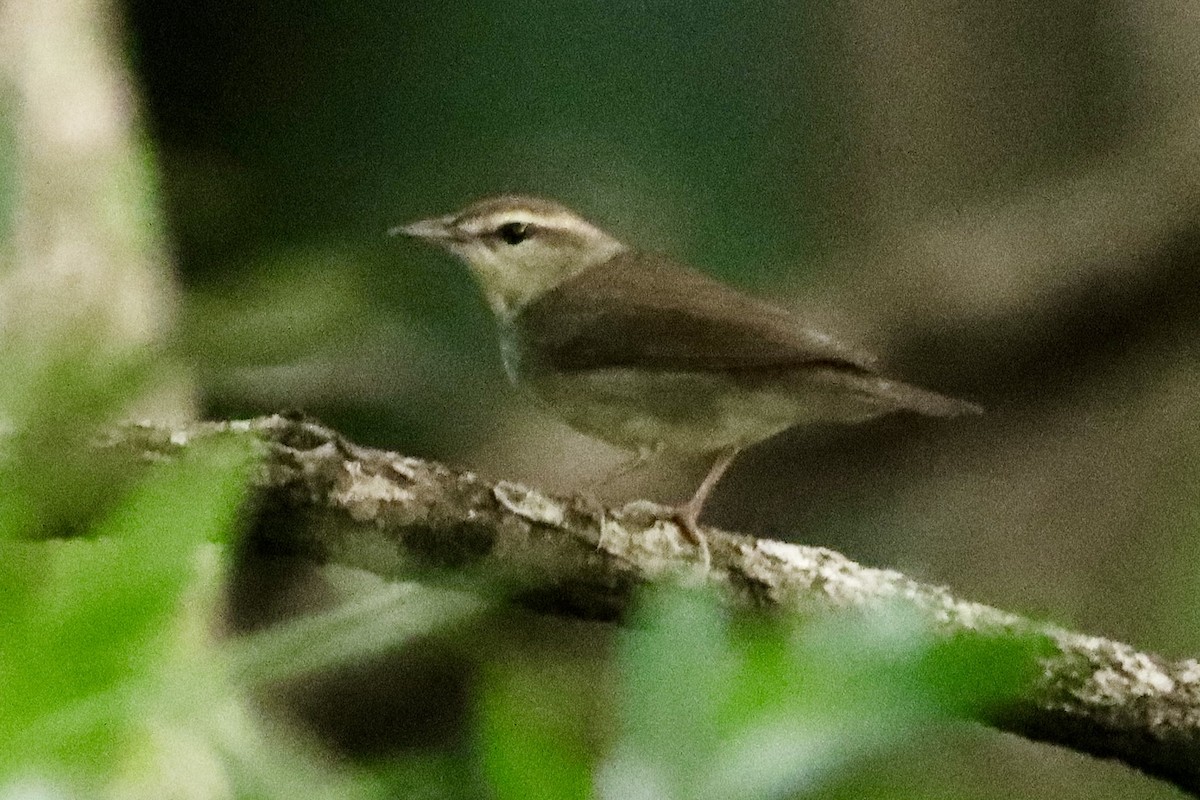 Swainson's Warbler - ML646845931