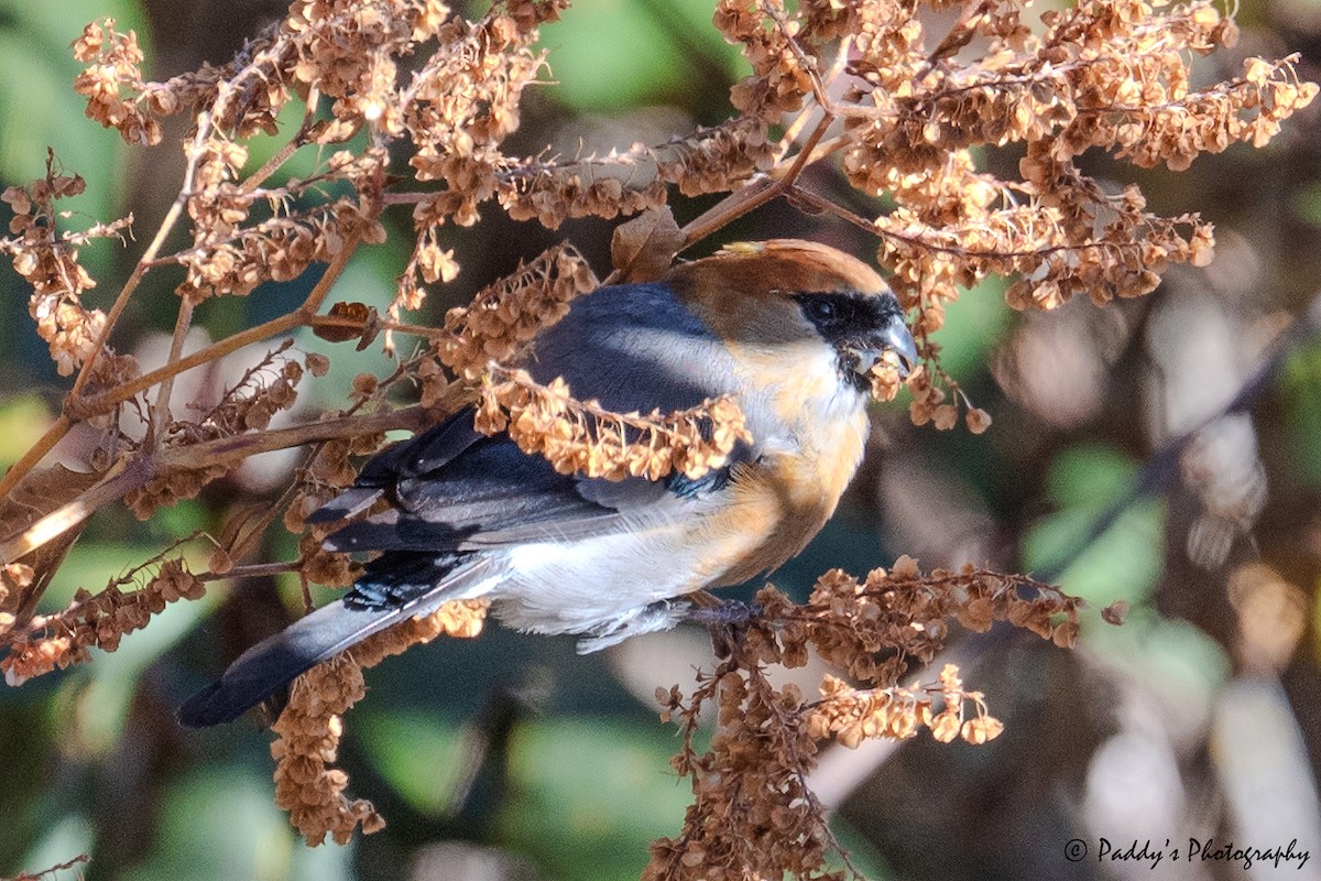 Red-headed Bullfinch - ML646845932