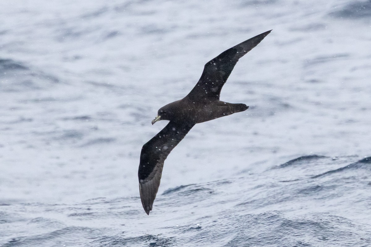 Pardela Gorjiblanca - ML646845938