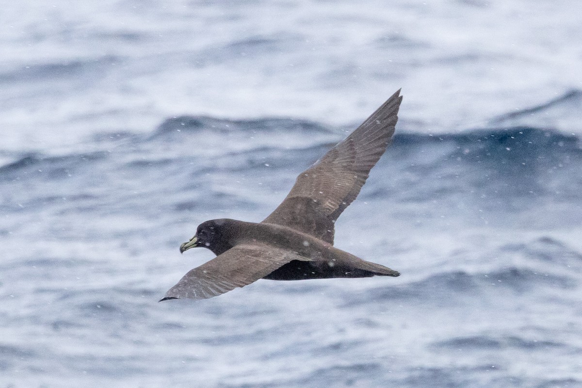 Pardela Gorjiblanca - ML646845939