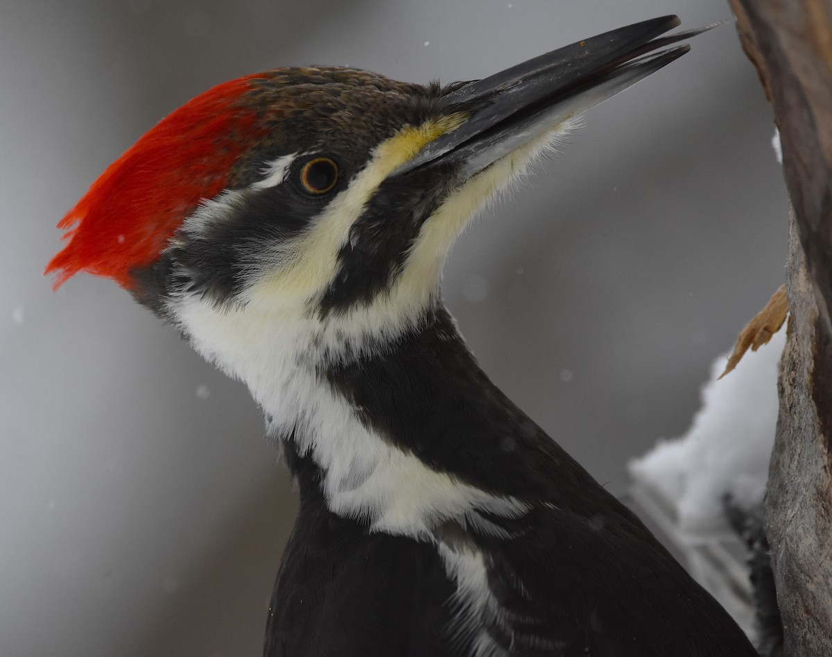 Grand Pic - ML646845941