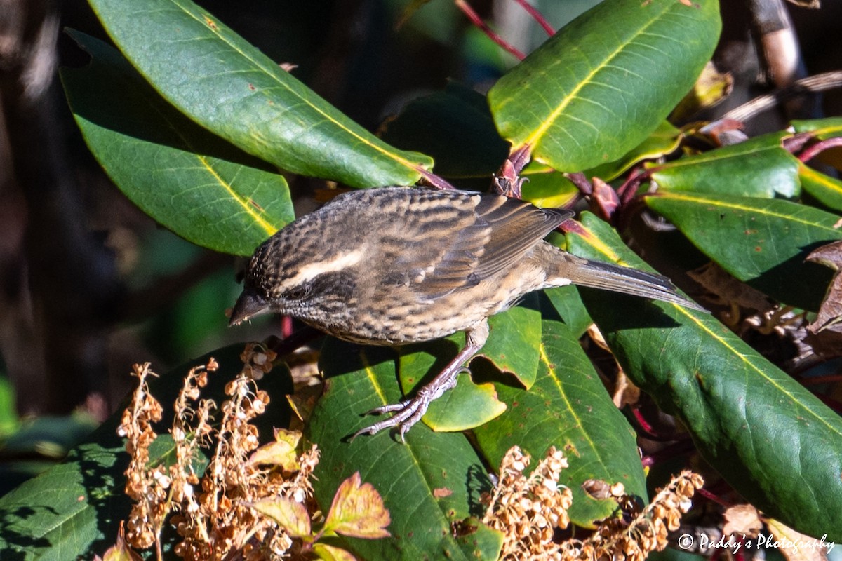 Pink-browed Rosefinch - ML646845943