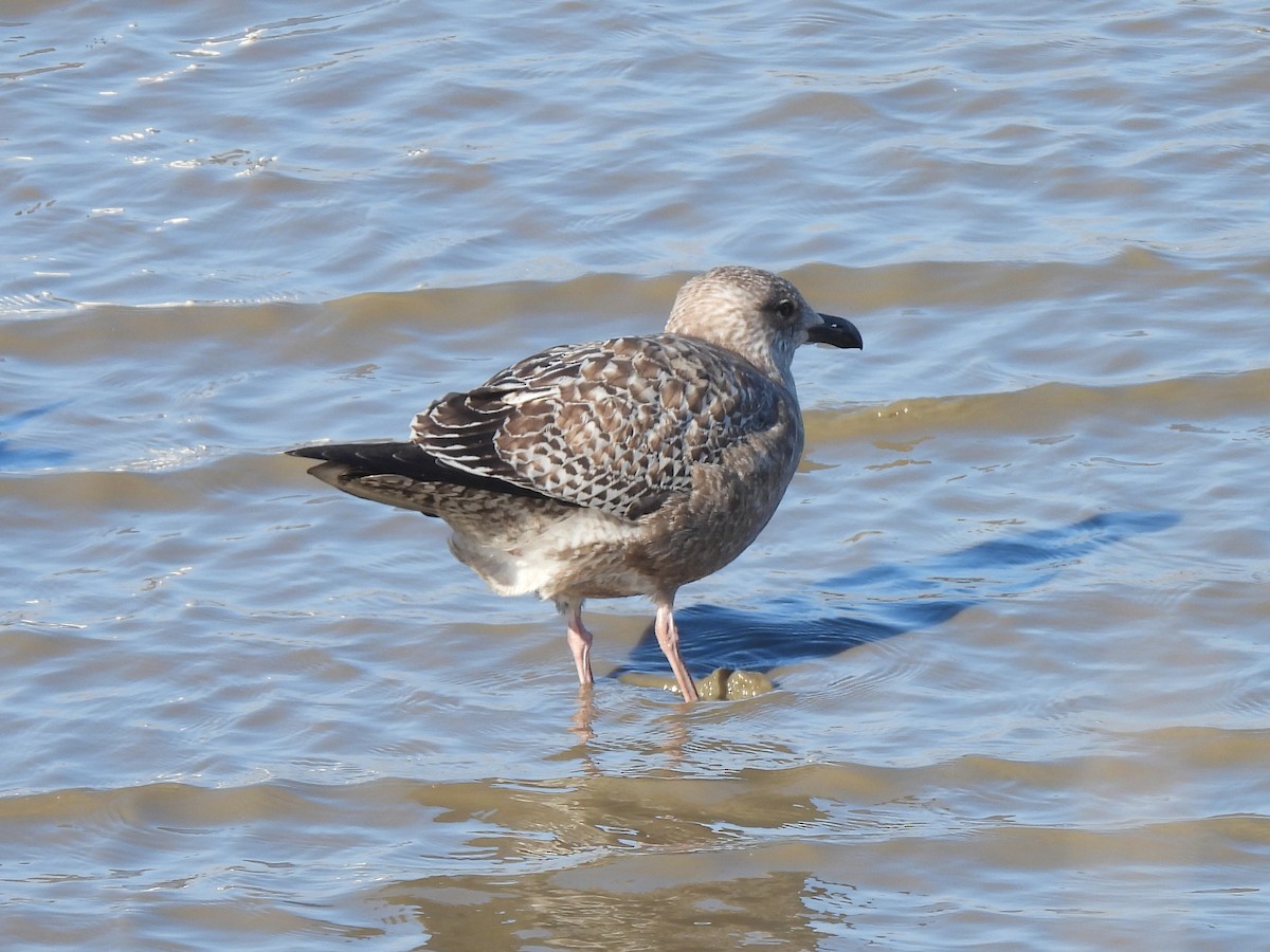 Larinae sp. - ML646845944