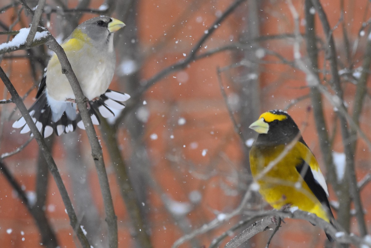 Gros-bec errant - ML646845952