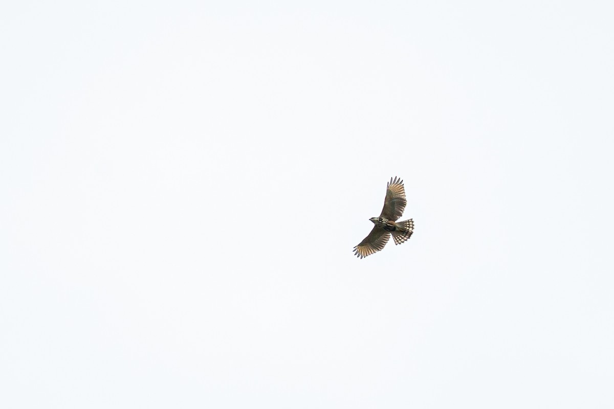 Broad-winged Hawk - ML646845954