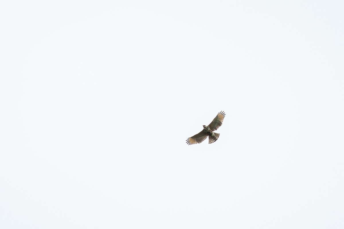Broad-winged Hawk - ML646845955