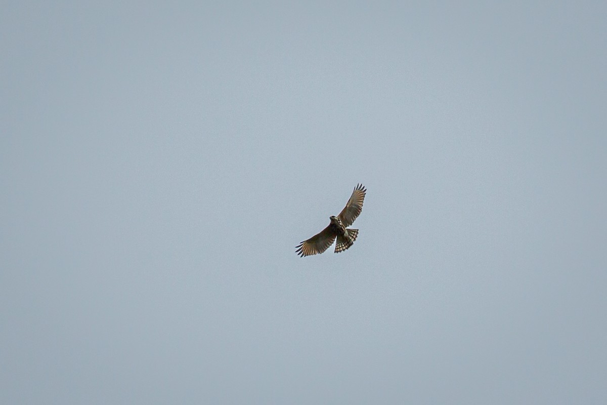 Broad-winged Hawk - ML646845956