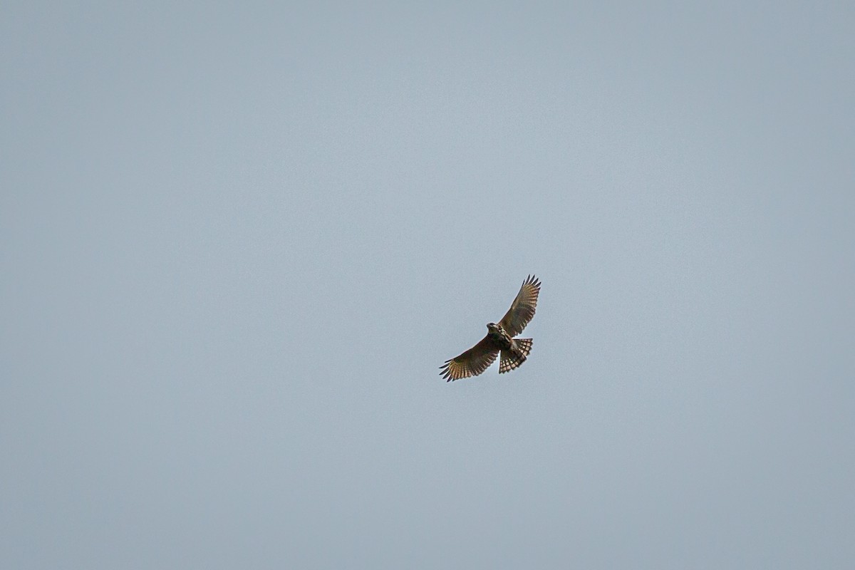 Broad-winged Hawk - ML646845957